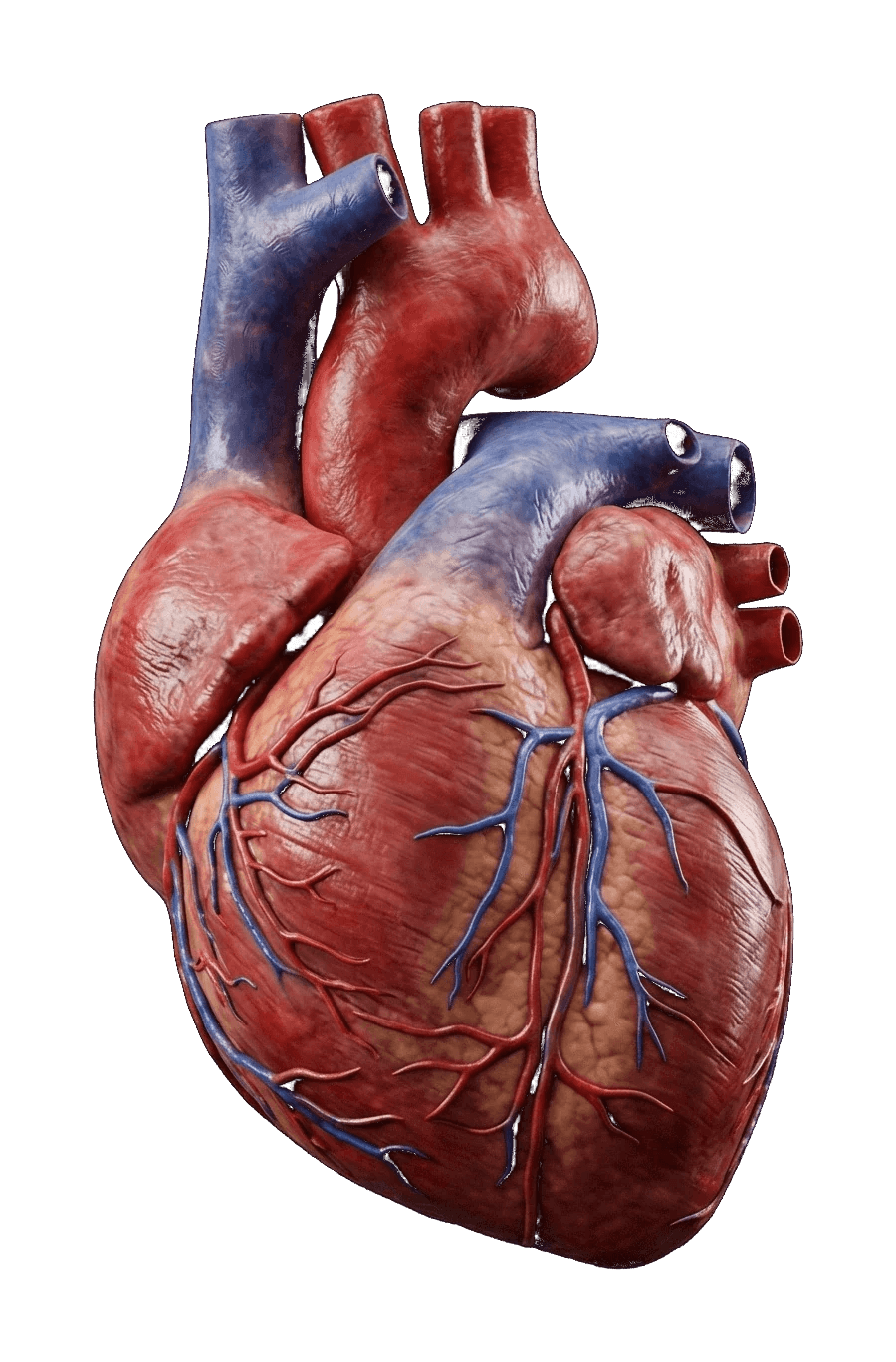 Corazón humano en 3D